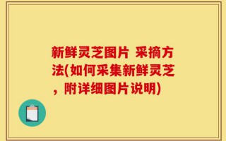 新鲜灵芝图片 采摘方法(如何采集新鲜灵芝，附详细图片说明)