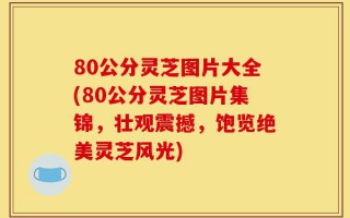 80公分灵芝图片大全(80公分灵芝图片集锦，壮观震撼，饱览绝美灵芝风光)