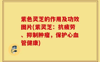 紫色灵芝的作用及功效图片(紫灵芝：抗疲劳、抑制肿瘤，保护心血管健康)