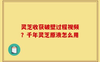灵芝收获破壁过程视频？千年灵芝原液怎么用