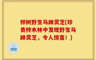 桦树野生马蹄灵芝(珍贵桦木林中发现野生马蹄灵芝，令人惊喜！)