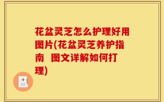 花盆灵芝怎么护理好用图片(花盆灵芝养护指南  图文详解如何打理)