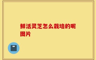 鲜活灵芝怎么栽培的呢图片
