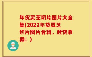 年货灵芝切片图片大全集(2022年货灵芝切片图片合辑，赶快收藏！)