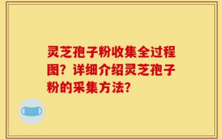 灵芝孢子粉收集全过程图？详细介绍灵芝孢子粉的采集方法？