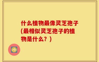 什么植物最像灵芝孢子(最相似灵芝孢子的植物是什么？)