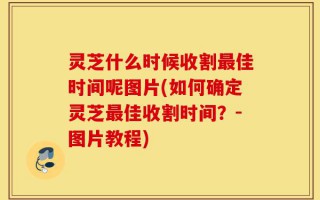 灵芝什么时候收割最佳时间呢图片(如何确定灵芝最佳收割时间？-图片教程)