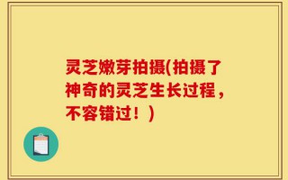 灵芝嫩芽拍摄(拍摄了神奇的灵芝生长过程，不容错过！)