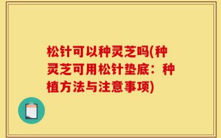松针可以种灵芝吗(种灵芝可用松针垫底：种植方法与注意事项)
