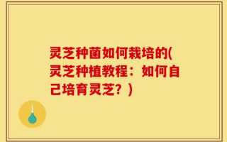 灵芝种菌如何栽培的(灵芝种植教程：如何自己培育灵芝？)
