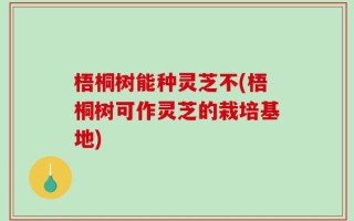 梧桐树能种灵芝不(梧桐树可作灵芝的栽培基地)