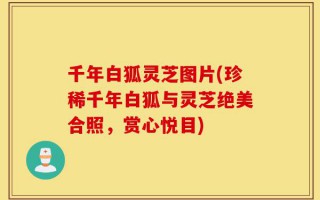 千年白狐灵芝图片(珍稀千年白狐与灵芝绝美合照，赏心悦目)