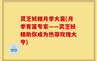 灵芝妖精月季大苗(月季育苗专家——灵芝妖精助你成为热带玫瑰大亨)