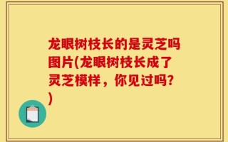 龙眼树枝长的是灵芝吗图片(龙眼树枝长成了灵芝模样，你见过吗？)