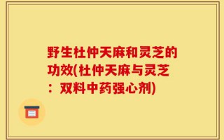 野生杜仲天麻和灵芝的功效(杜仲天麻与灵芝：双料中药强心剂)