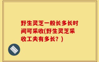 野生灵芝一般长多长时间可采收(野生灵芝采收工夫有多长？)