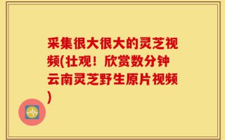 采集很大很大的灵芝视频(壮观！欣赏数分钟云南灵芝野生原片视频)