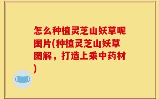 怎么种植灵芝山妖草呢图片(种植灵芝山妖草图解，打造上乘中药材)