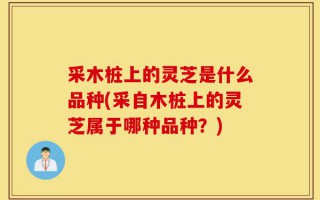 采木桩上的灵芝是什么品种(采自木桩上的灵芝属于哪种品种？)