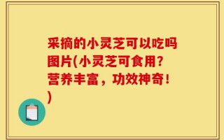 采摘的小灵芝可以吃吗图片(小灵芝可食用？营养丰富，功效神奇！)