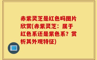 赤紫灵芝是红色吗图片欣赏(赤紫灵芝：属于红色系还是紫色系？赏析其外观特征)