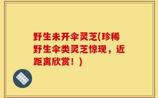 野生未开伞灵芝(珍稀野生伞类灵芝惊现，近距离欣赏！)