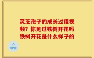 灵芝孢子的成长过程视频？你见过铁树开花吗铁树开花是什么样子的