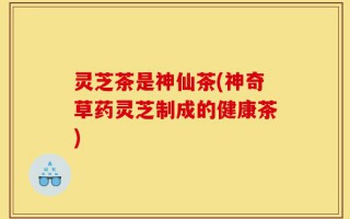 灵芝茶是神仙茶(神奇草药灵芝制成的健康茶)