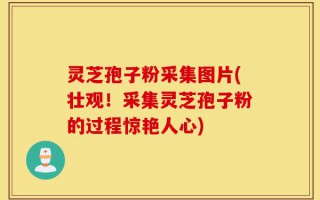灵芝孢子粉采集图片(壮观！采集灵芝孢子粉的过程惊艳人心)