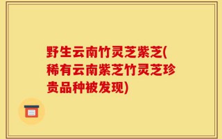 野生云南竹灵芝紫芝(稀有云南紫芝竹灵芝珍贵品种被发现)