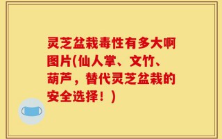 灵芝盆栽毒性有多大啊图片(仙人掌、文竹、葫芦，替代灵芝盆栽的安全选择！)