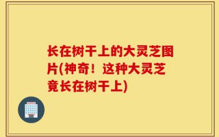 长在树干上的大灵芝图片(神奇！这种大灵芝竟长在树干上)