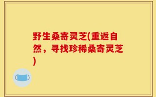 野生桑寄灵芝(重返自然，寻找珍稀桑寄灵芝)