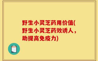 野生小灵芝药用价值(野生小灵芝药效诱人，助提高免疫力)