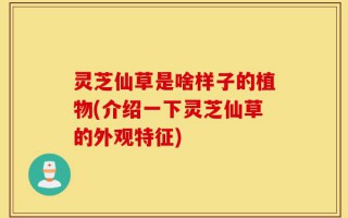 灵芝仙草是啥样子的植物(介绍一下灵芝仙草的外观特征)