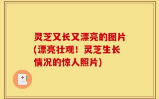 灵芝又长又漂亮的图片(漂亮壮观！灵芝生长情况的惊人照片)