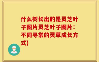 什么树长出的是灵芝叶子图片灵芝叶子图片：不同寻常的灵草成长方式)