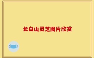 长白山灵芝图片欣赏