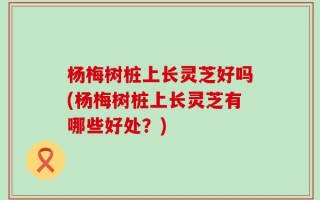 杨梅树桩上长灵芝好吗(杨梅树桩上长灵芝有哪些好处？)