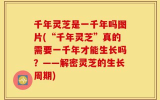 千年灵芝是一千年吗图片(“千年灵芝”真的需要一千年才能生长吗？——解密灵芝的生长周期)