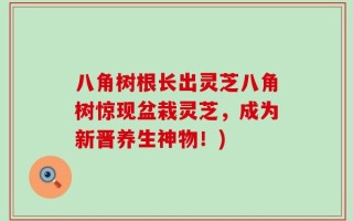 八角树根长出灵芝八角树惊现盆栽灵芝，成为新晋养生神物！)