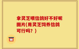 拿灵芝喂信鸽好不好呢图片(用灵芝饲养信鸽可行吗？)