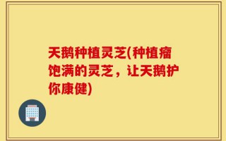天鹅种植灵芝(种植瘤饱满的灵芝，让天鹅护你康健)