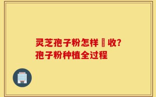 灵芝孢子粉怎样釆收？孢子粉种植全过程