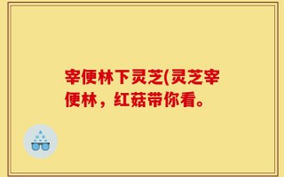 宰便林下灵芝(灵芝宰便林，红菇带你看。