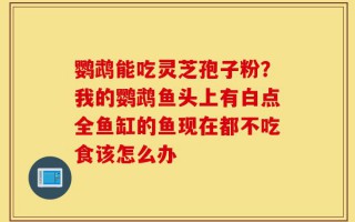 鹦鹉能吃灵芝孢子粉？我的鹦鹉鱼头上有白点全鱼缸的鱼现在都不吃食该怎么办