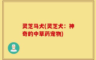 灵芝马犬(灵芝犬：神奇的中草药宠物)