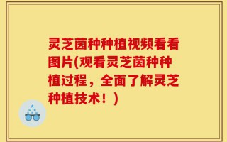 灵芝茵种种植视频看看图片(观看灵芝茵种种植过程，全面了解灵芝种植技术！)