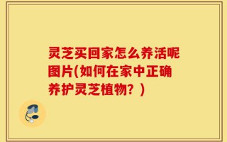 灵芝买回家怎么养活呢图片(如何在家中正确养护灵芝植物？)