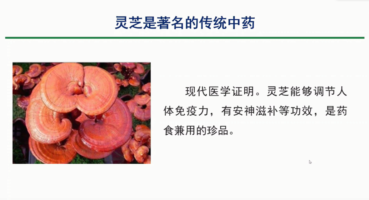 灵芝孢子粉的功效真的那么神奇吗?-第1张图片-灵芝之家 灵芝孢子粉的功效真的那么神奇吗?-第1张图片-灵芝之家